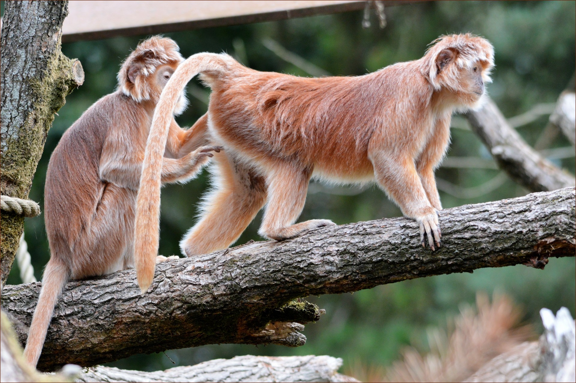 ape monkey javanese langur free photo