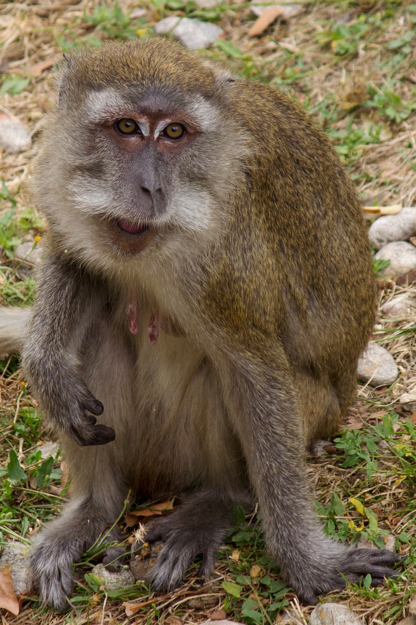 javanese monkey macaque makake free photo