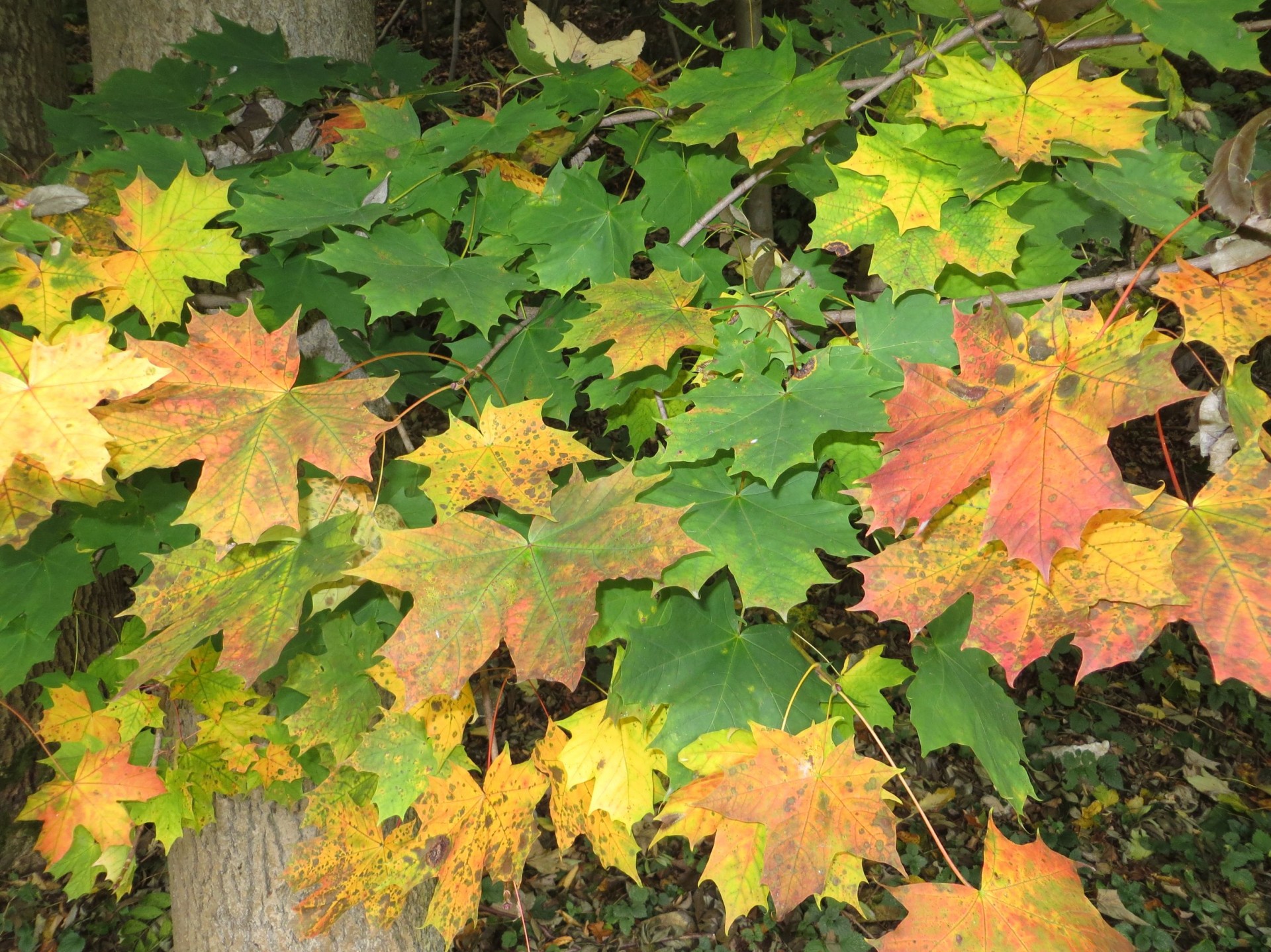 leaves maple autumn free photo