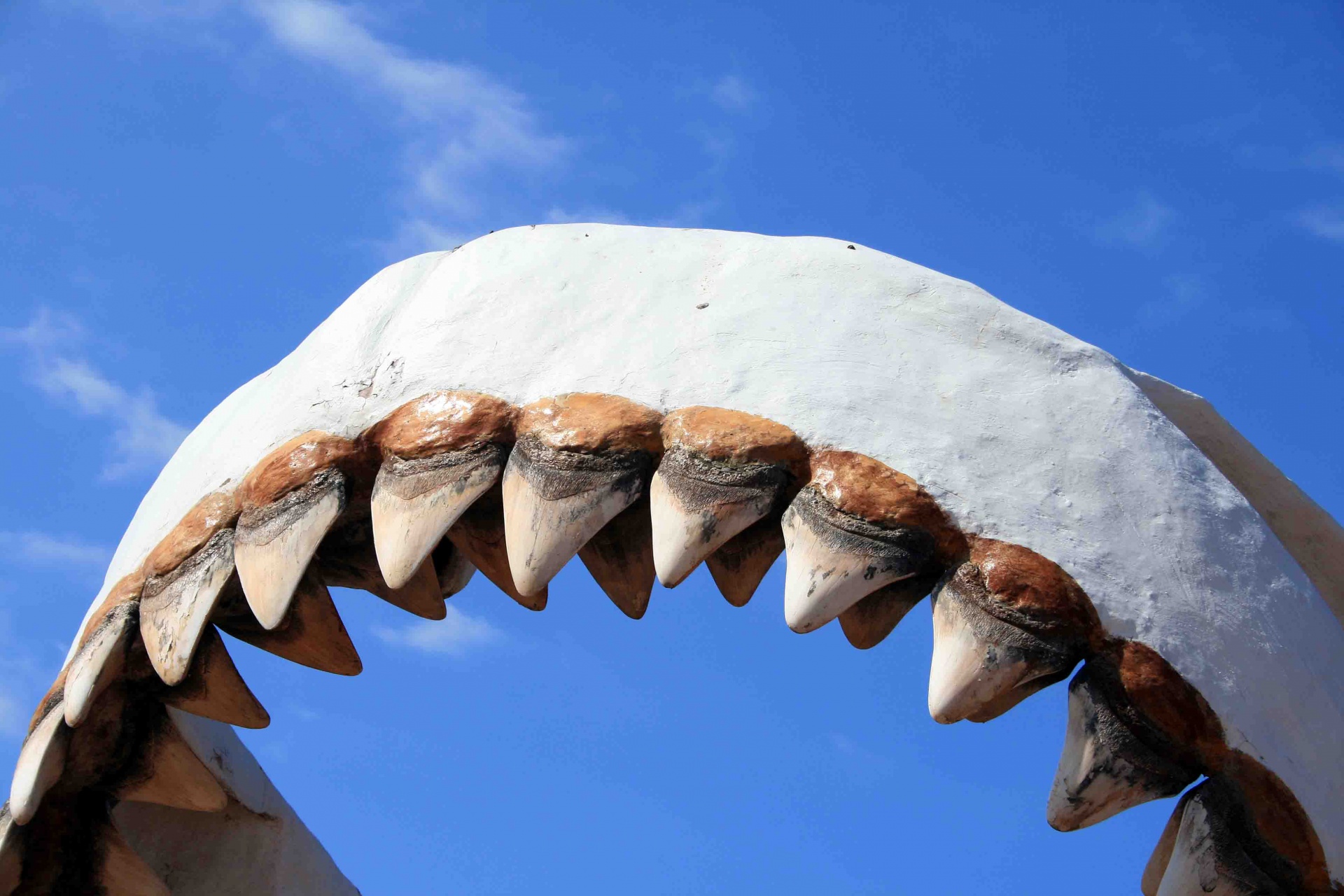 predator shark fossil free photo