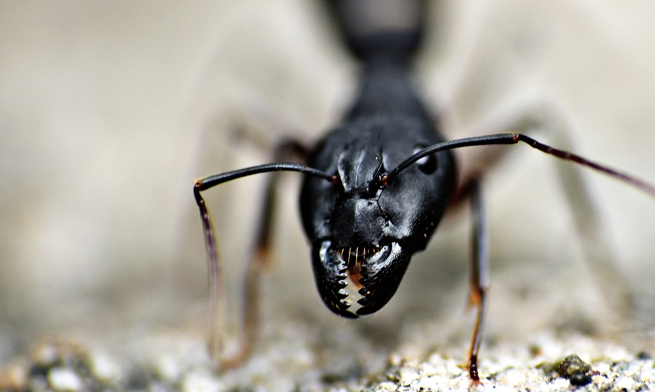 jaws  black ant  insect free photo
