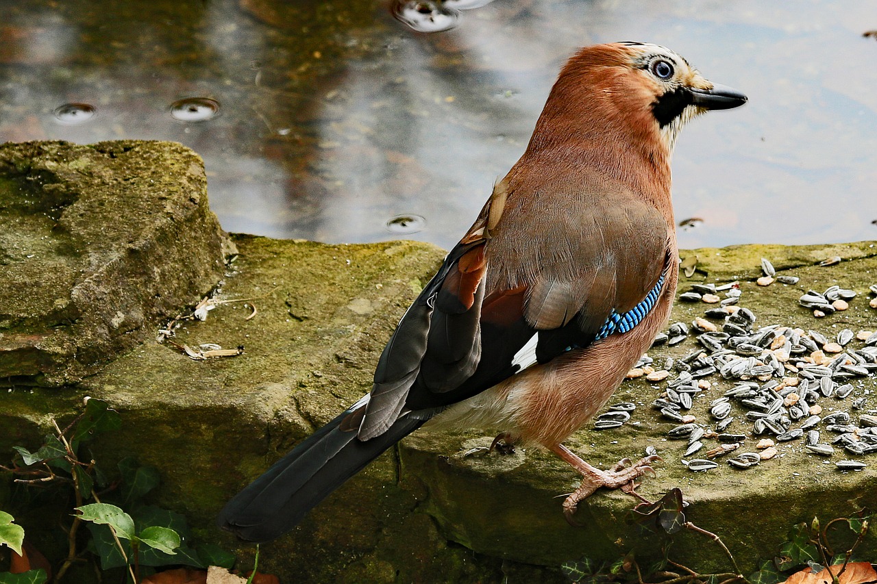 jay bird potions free photo