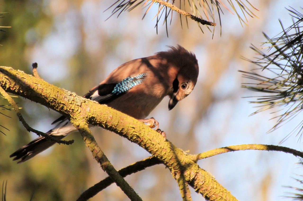 jay bird raven bird free photo