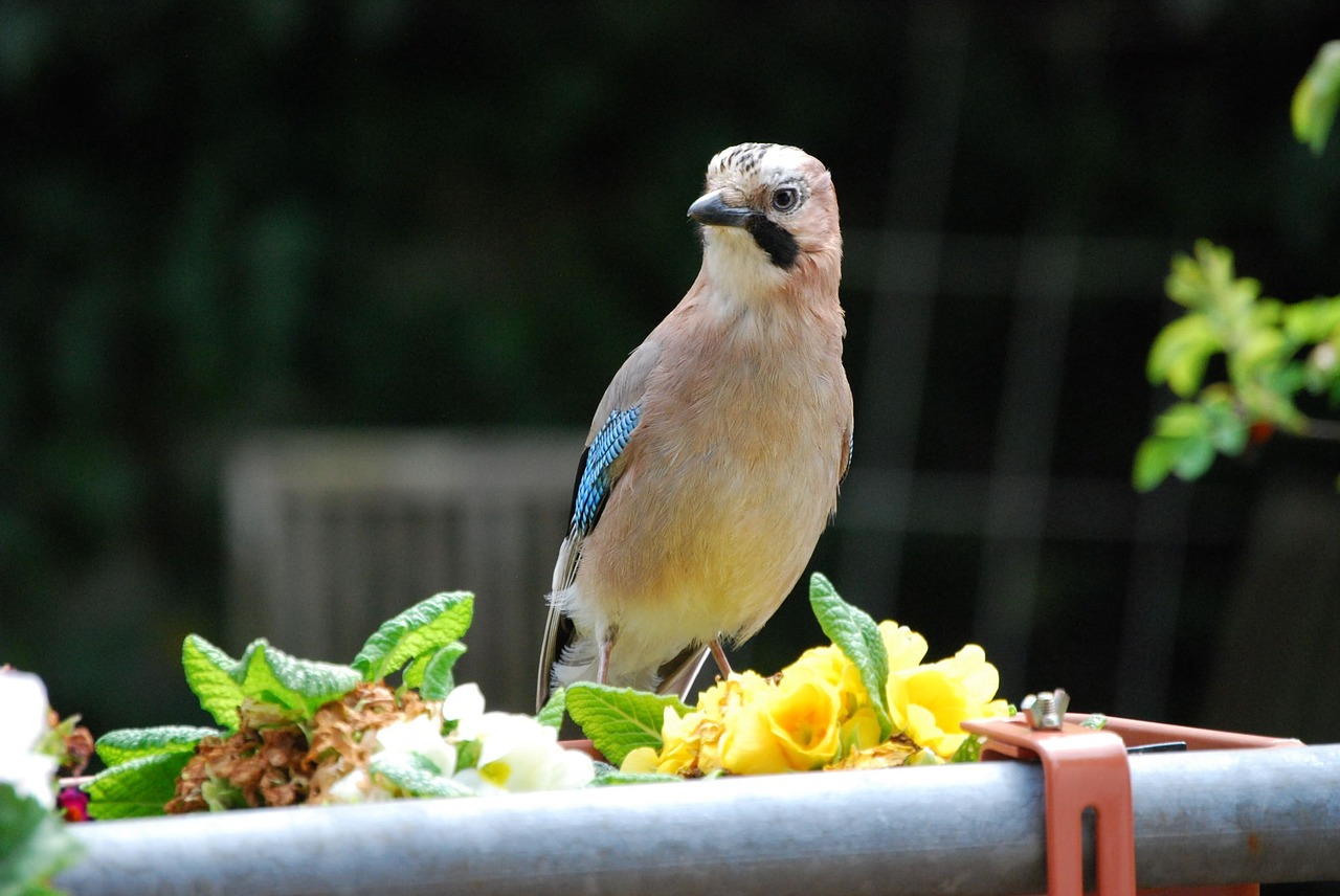 jay bird garden free photo