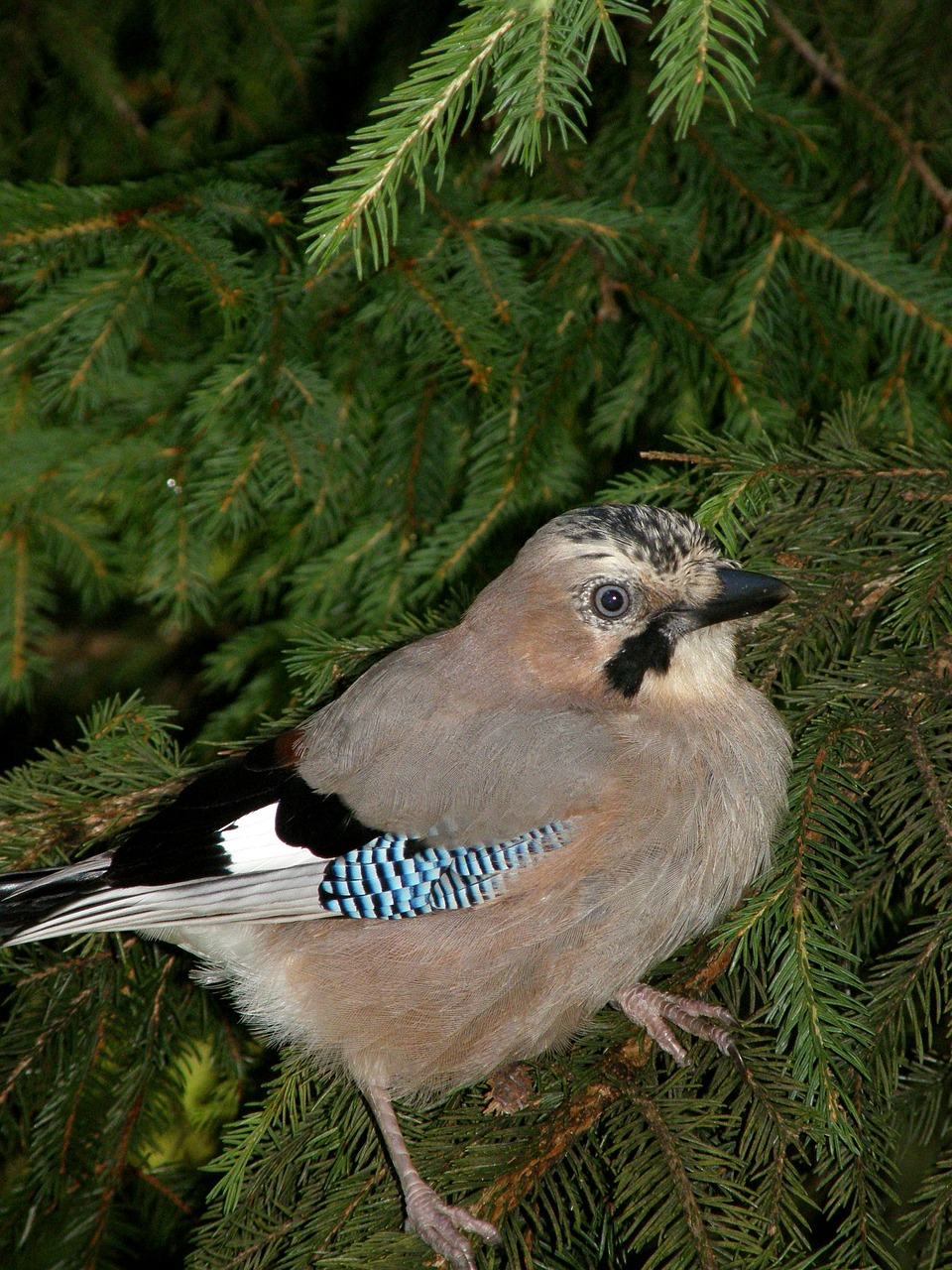 jay bird nature free photo
