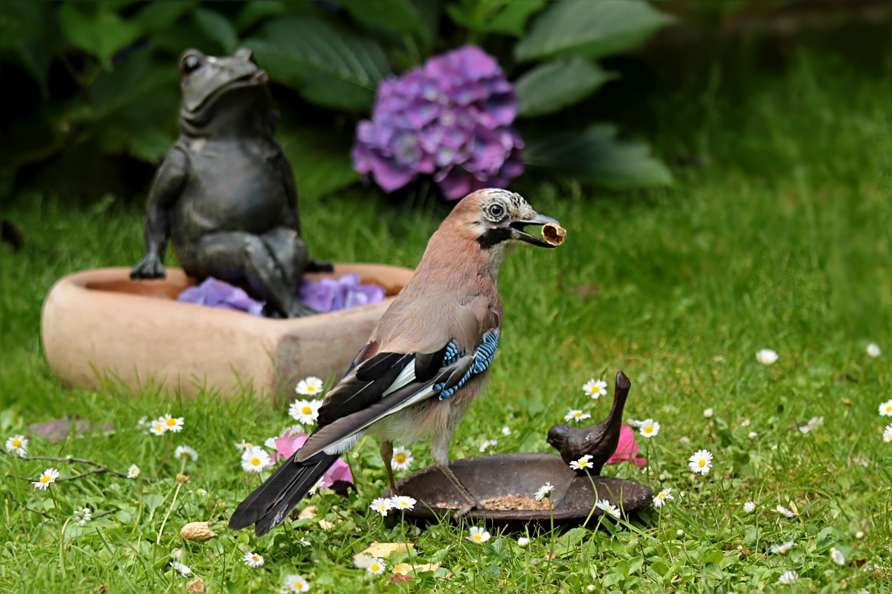 jay garrulus glandarius bird free photo