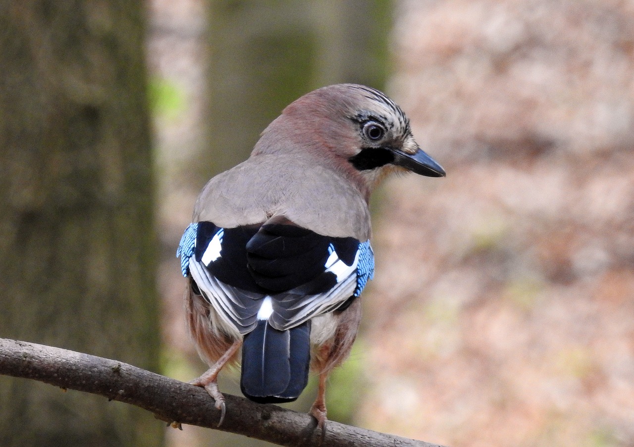 jay guard bird free photo