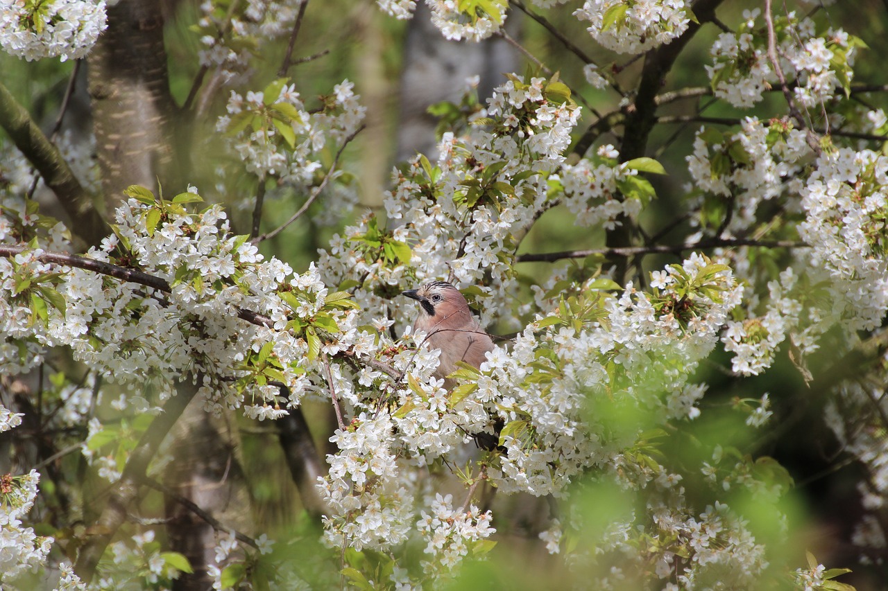 jay bird spring free photo