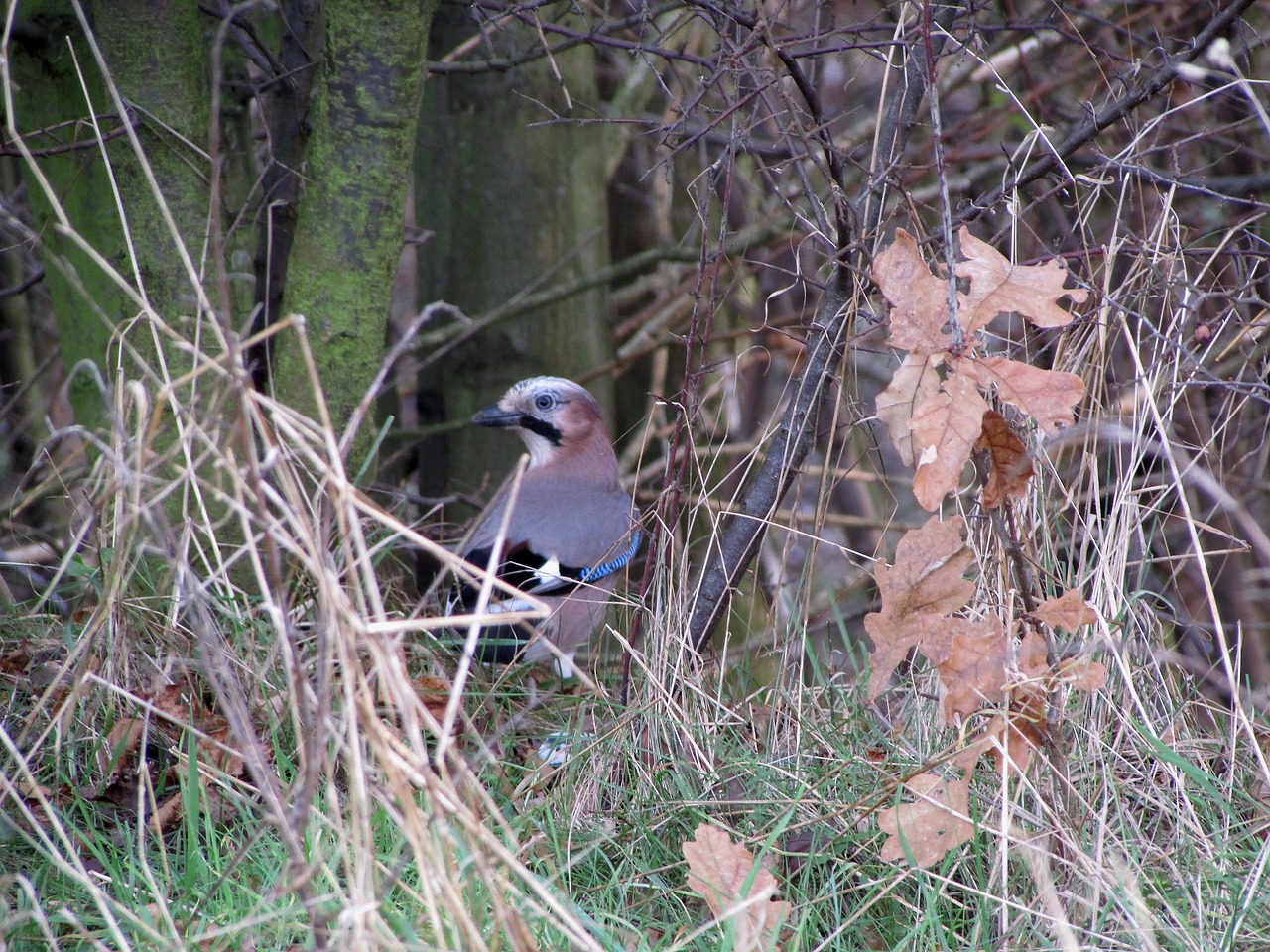 jay bird raven bird free photo