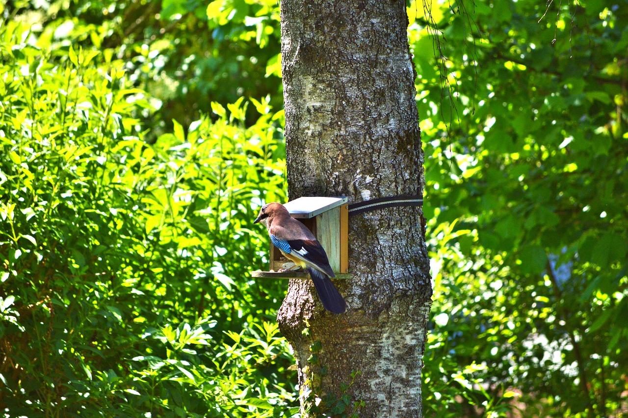 jay bird garrulus glandarius free photo