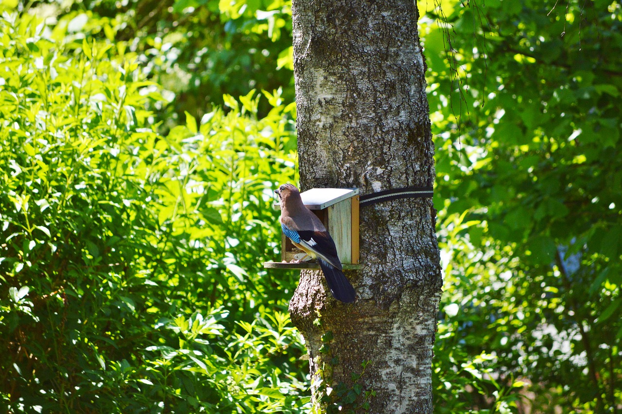 jay bird garrulus glandarius free photo