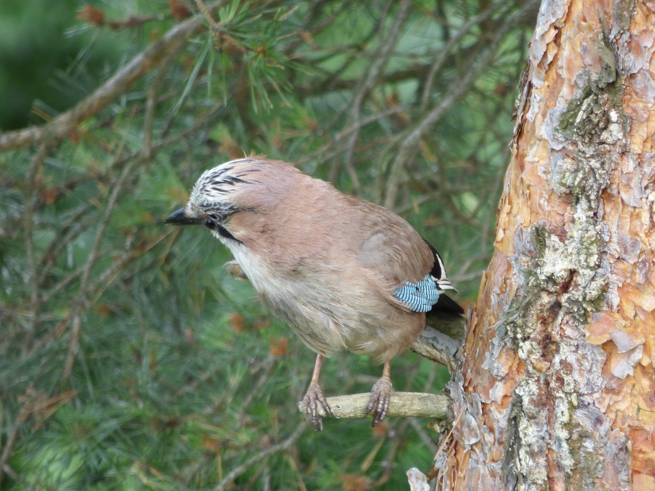 jay bird birds free photo