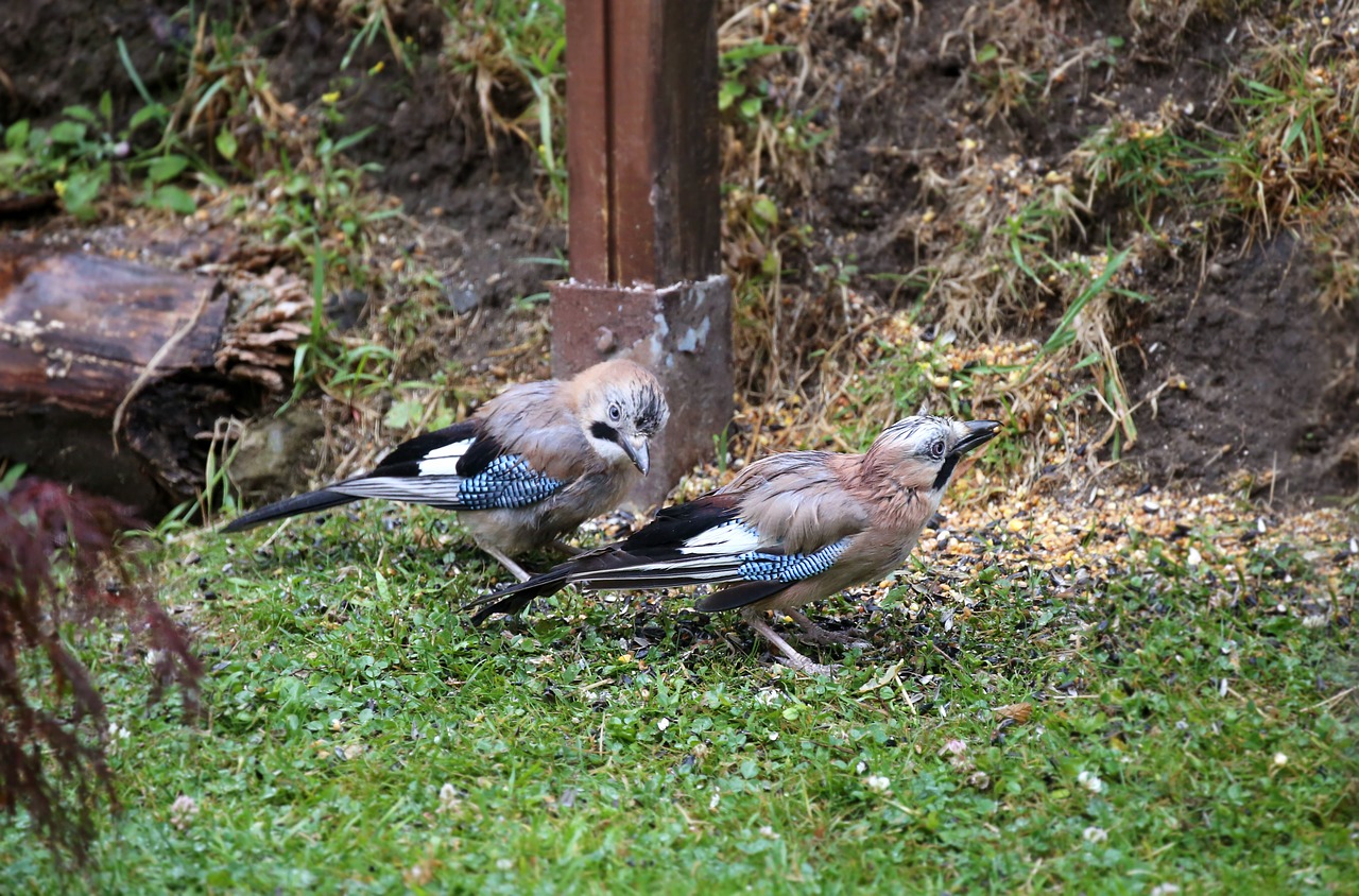 jay bird foraging free photo