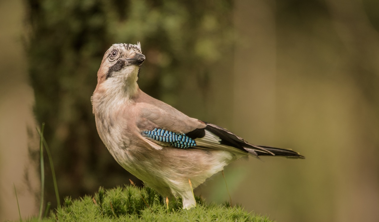 jay forest bird free photo