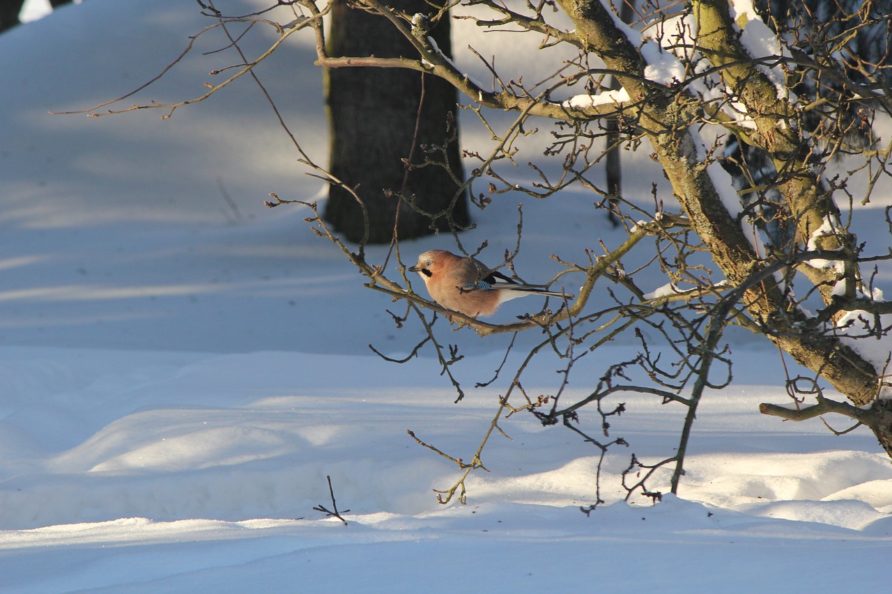 jay winter snow free photo