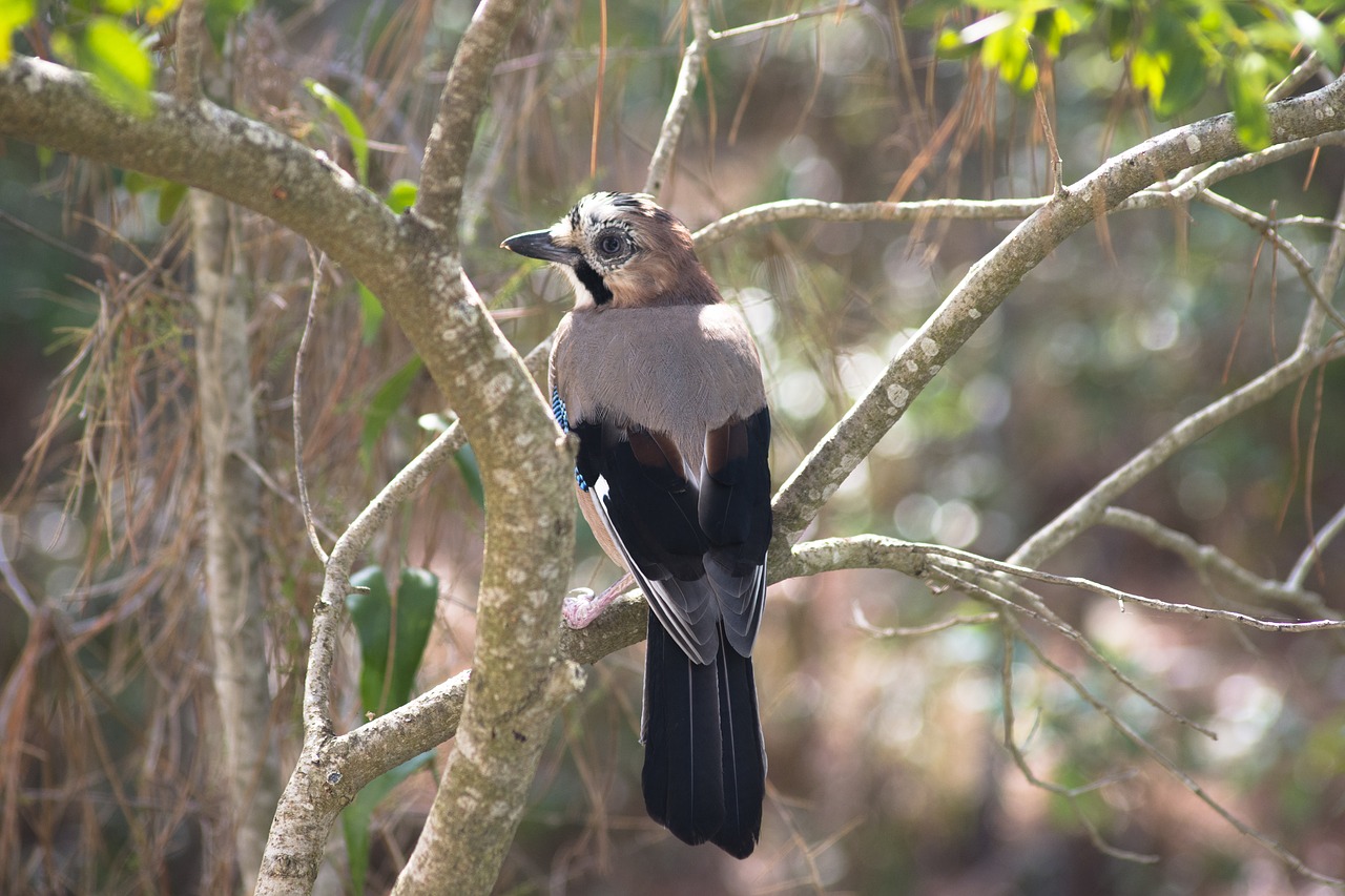 jay bird nature free photo