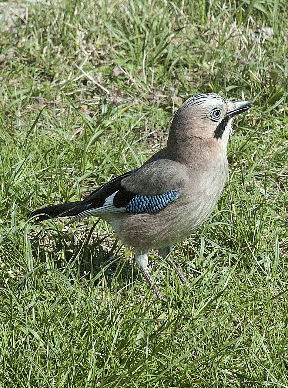 jay bird close free photo