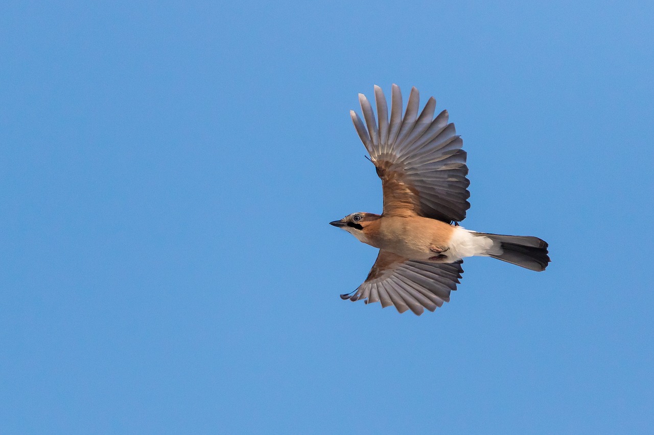 jay  bird  the flight of a bird free photo