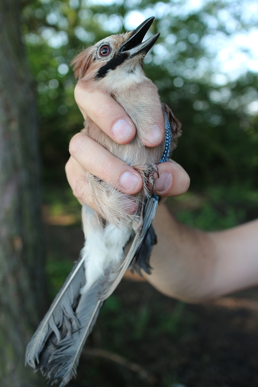 jay  obrączkowanie  bird free photo