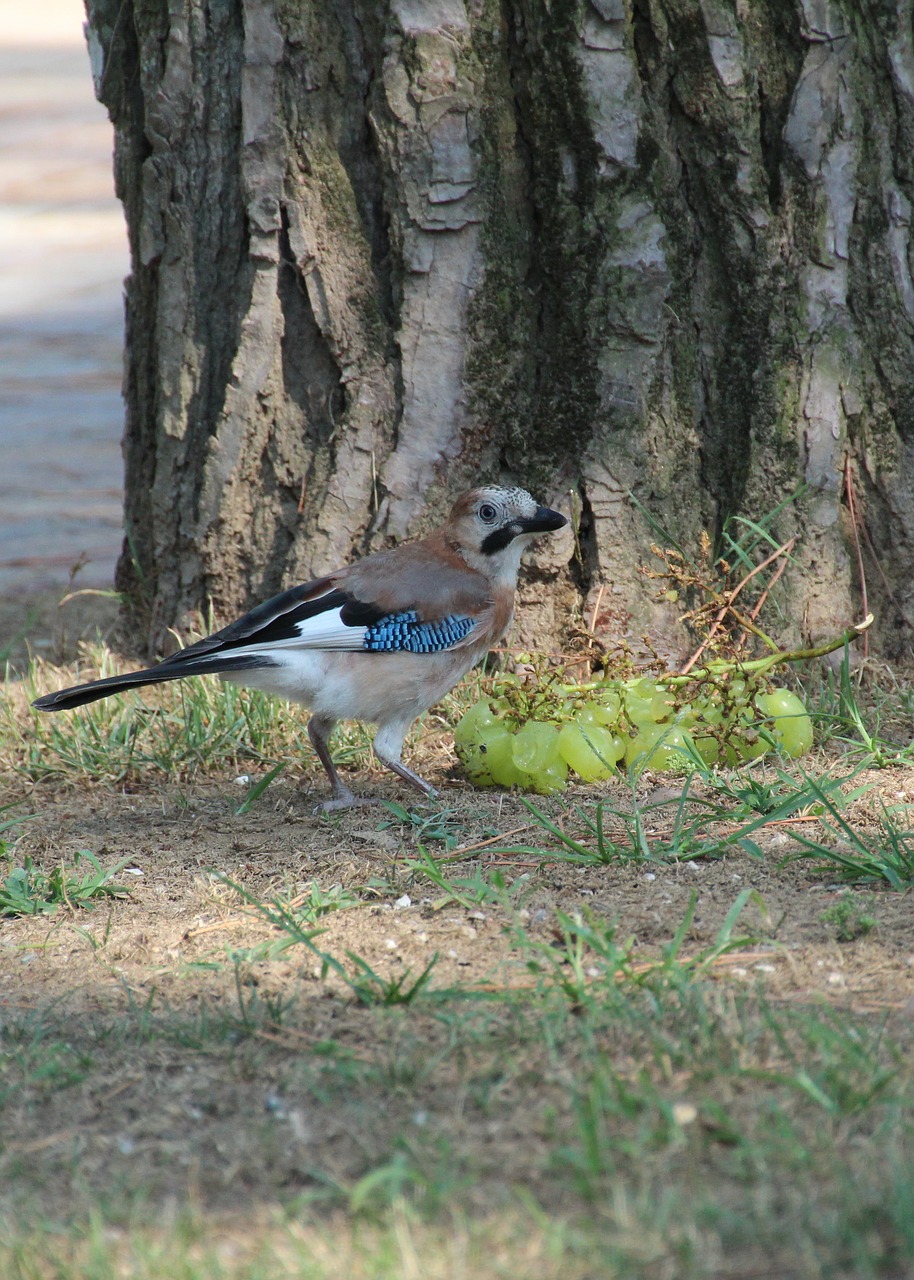 jay  bird  blue free photo