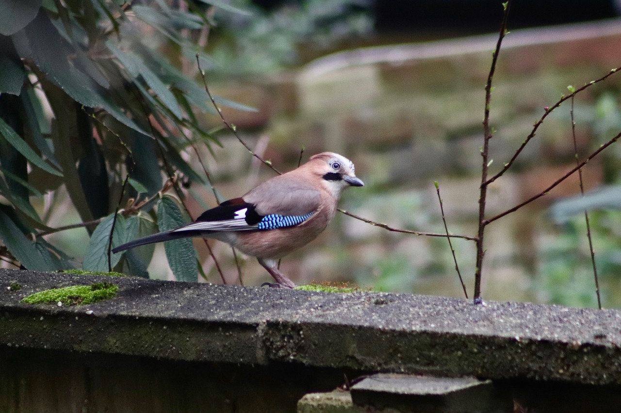 jay  raven bird  songbird free photo