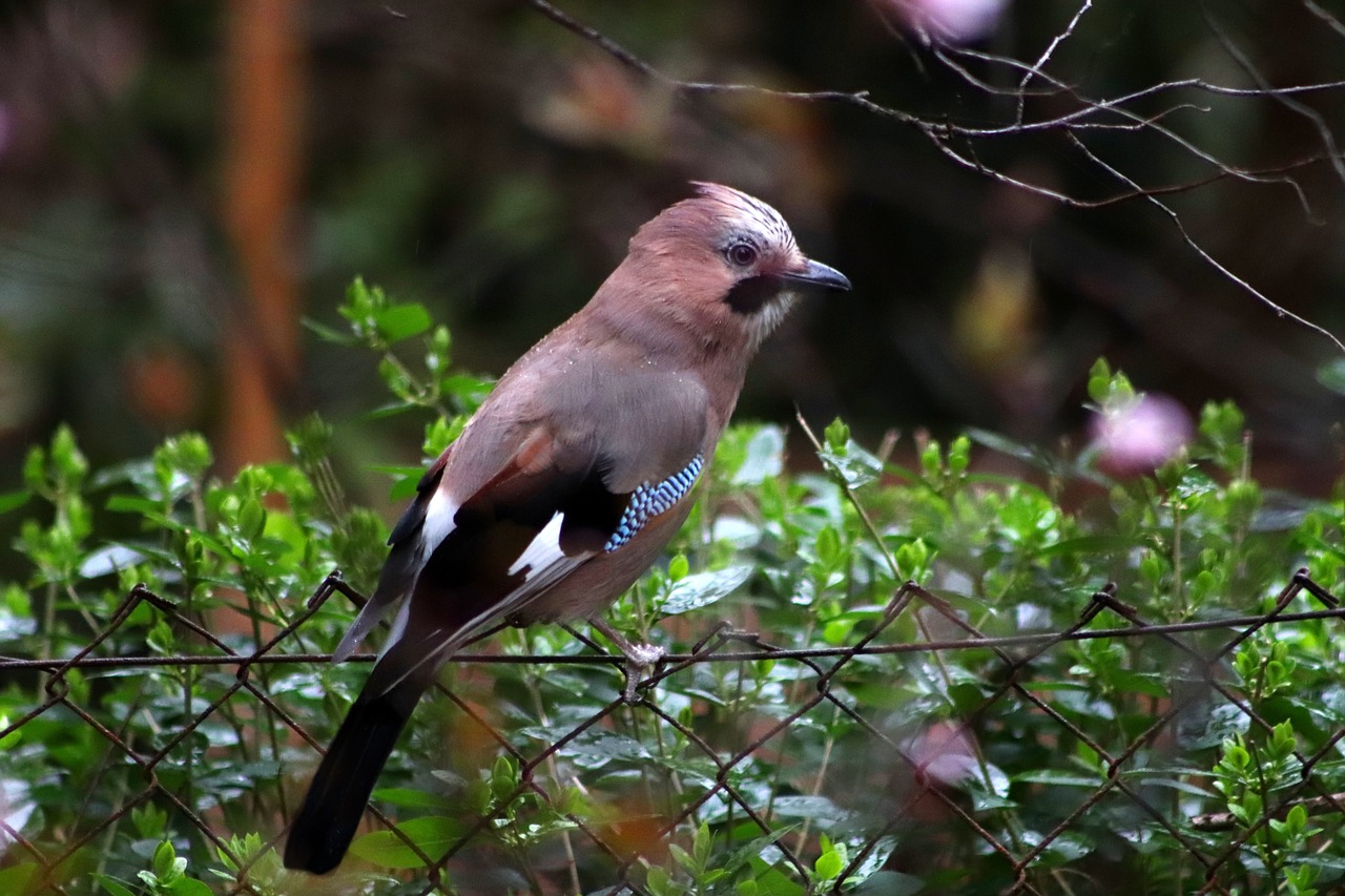 jay  raven bird  songbird free photo