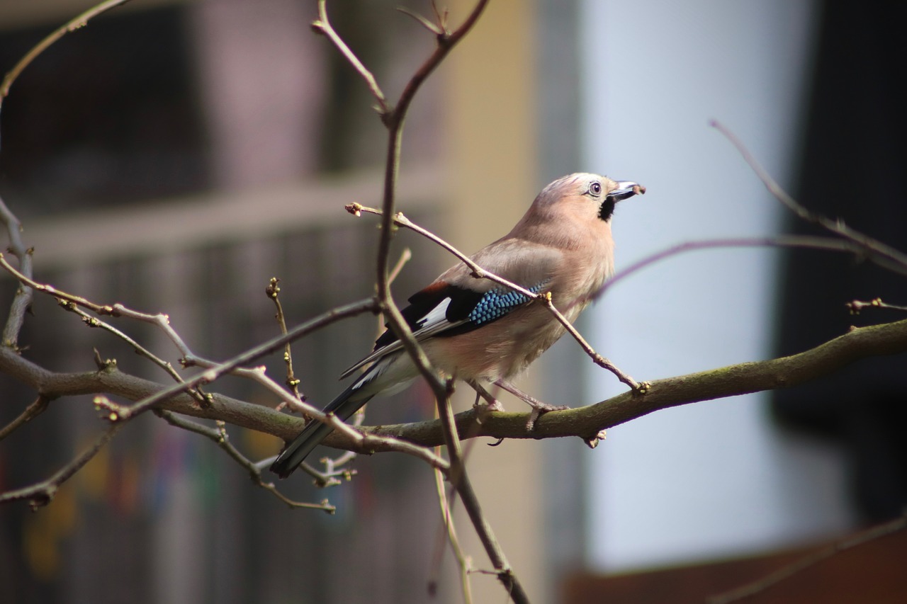 jay  raven bird  bird free photo