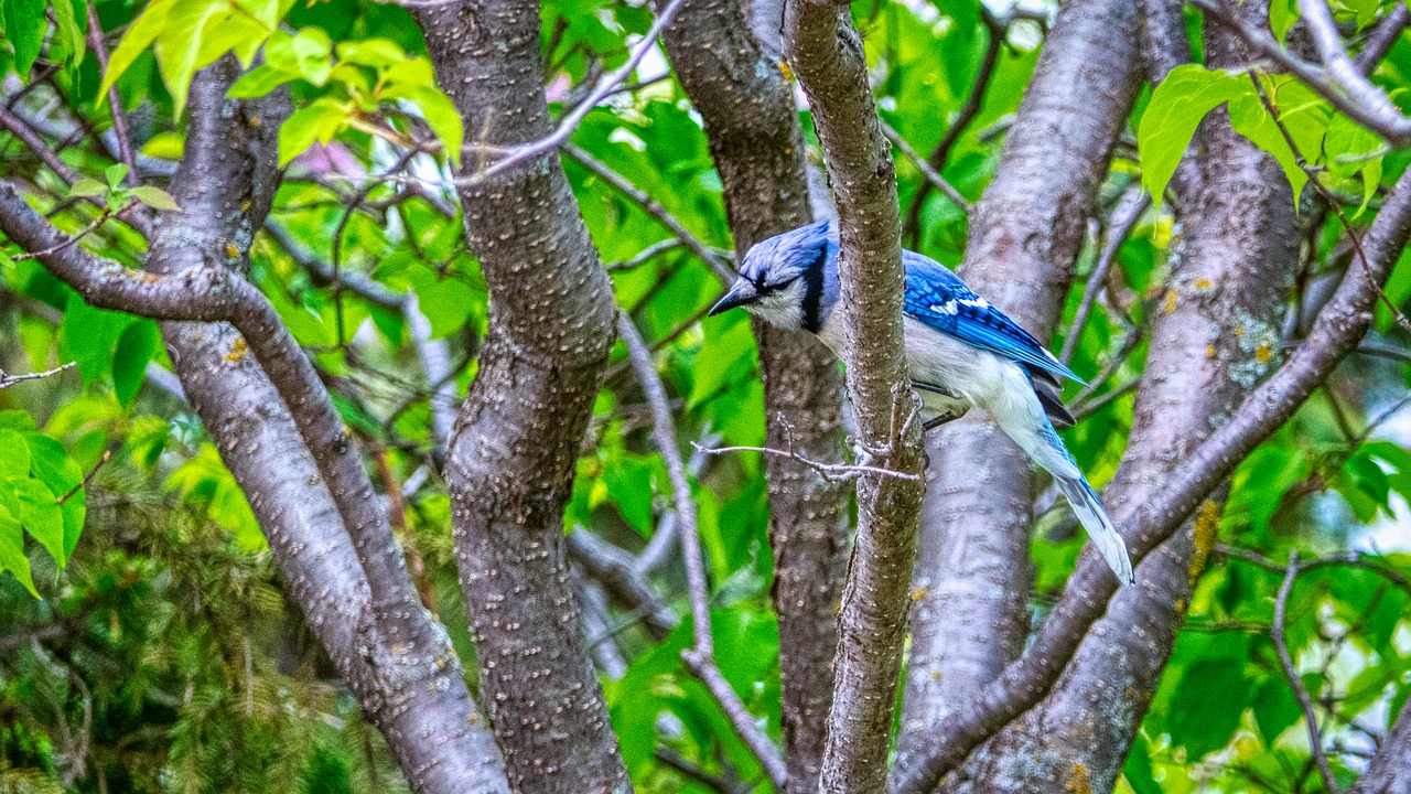 jay  bluejay  birds free photo