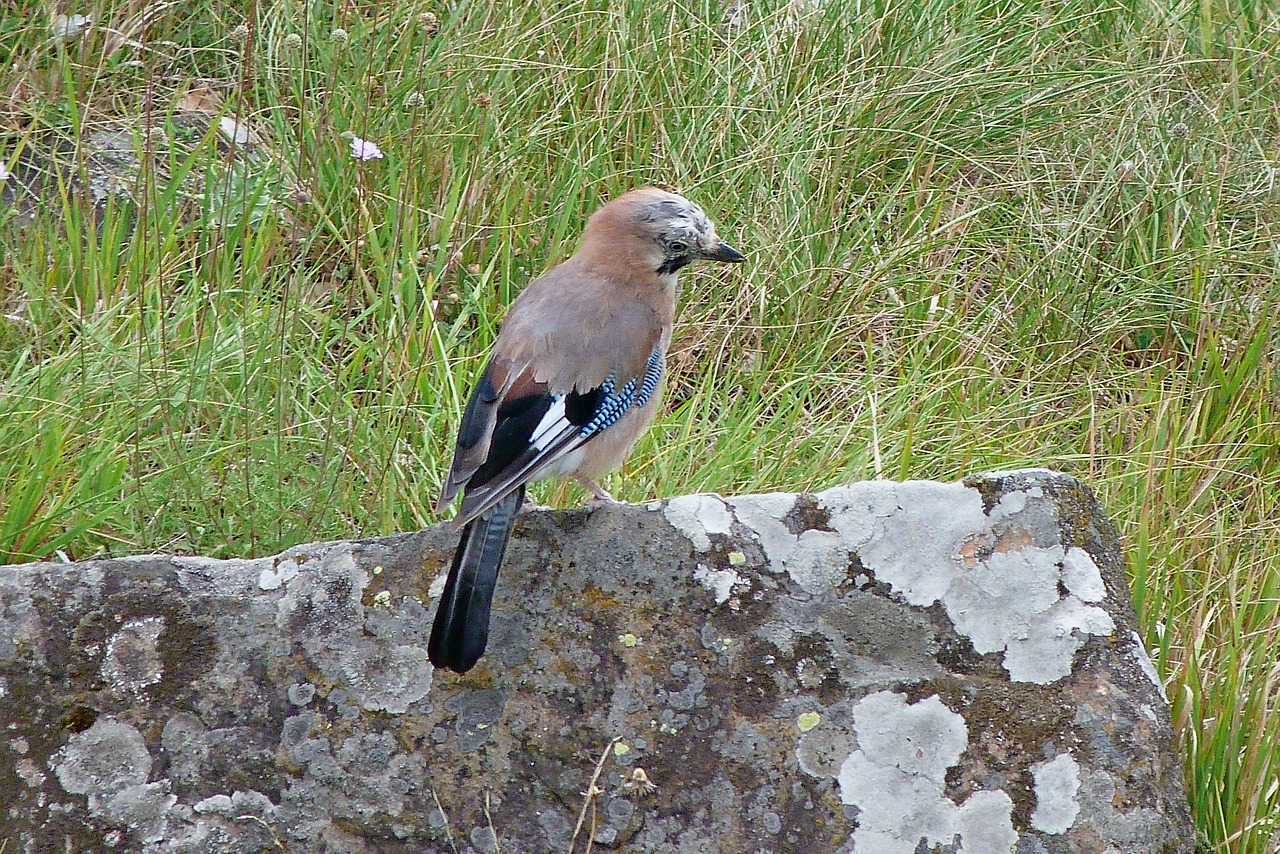 jay animals bird free photo