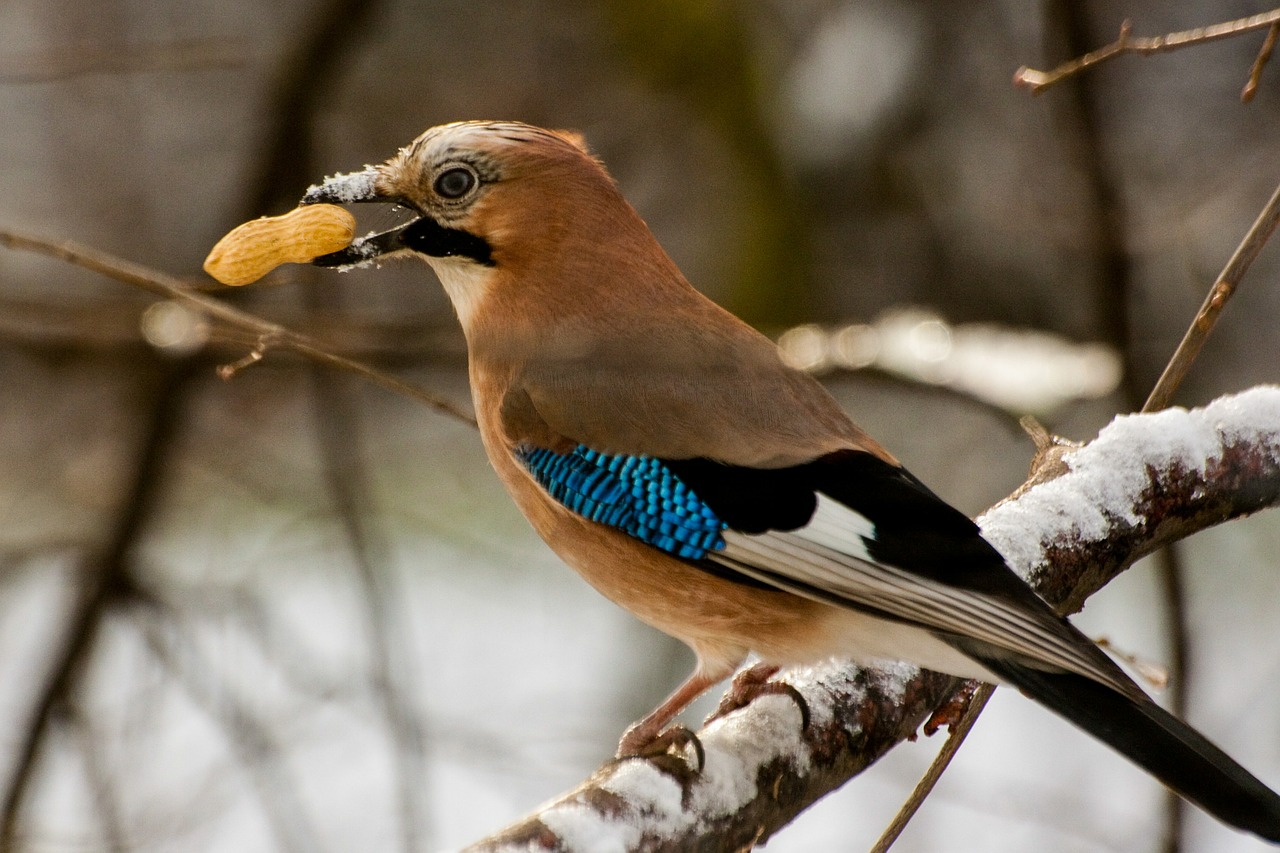 jay animal bird free photo