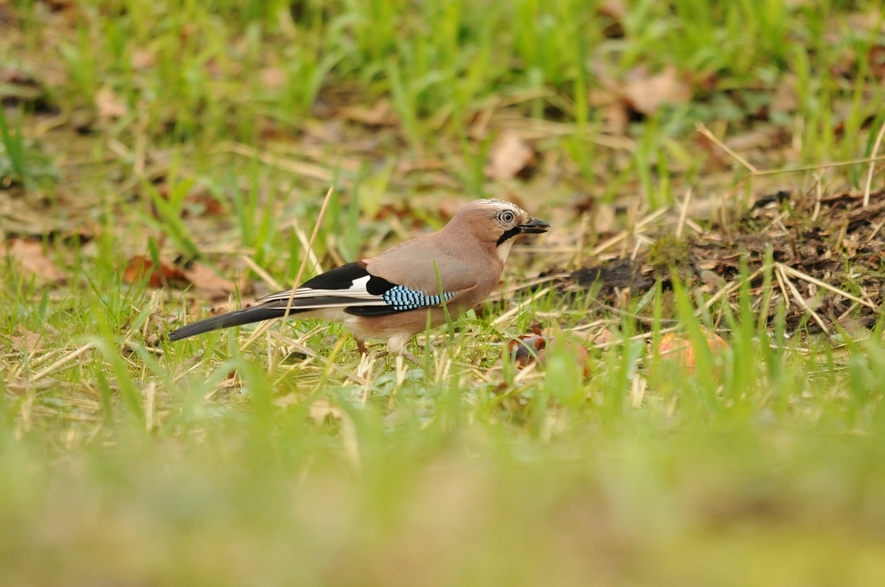 jay bird green free photo