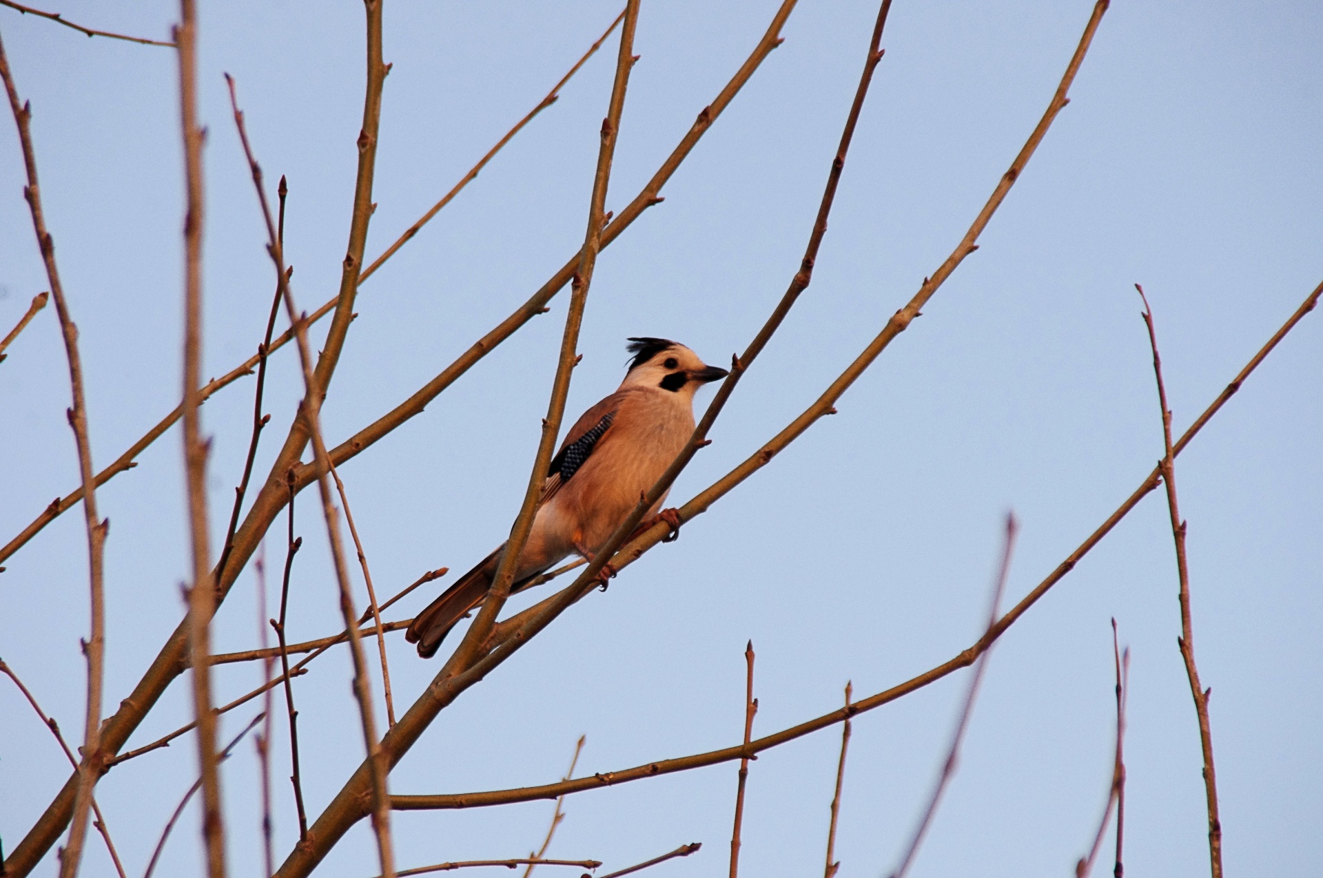 jay bird lookout end day free photo