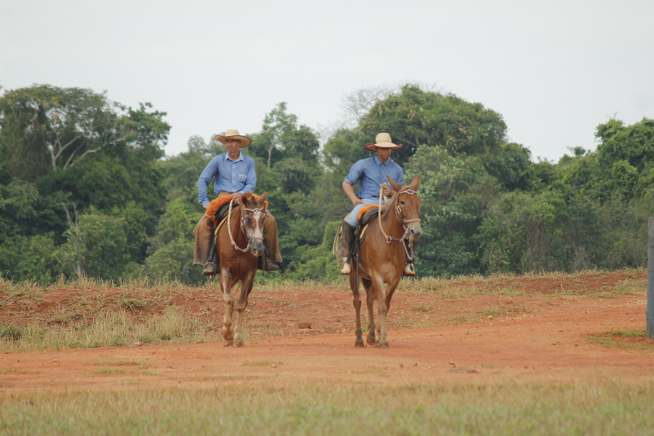 jeans  livestock  work of field free photo