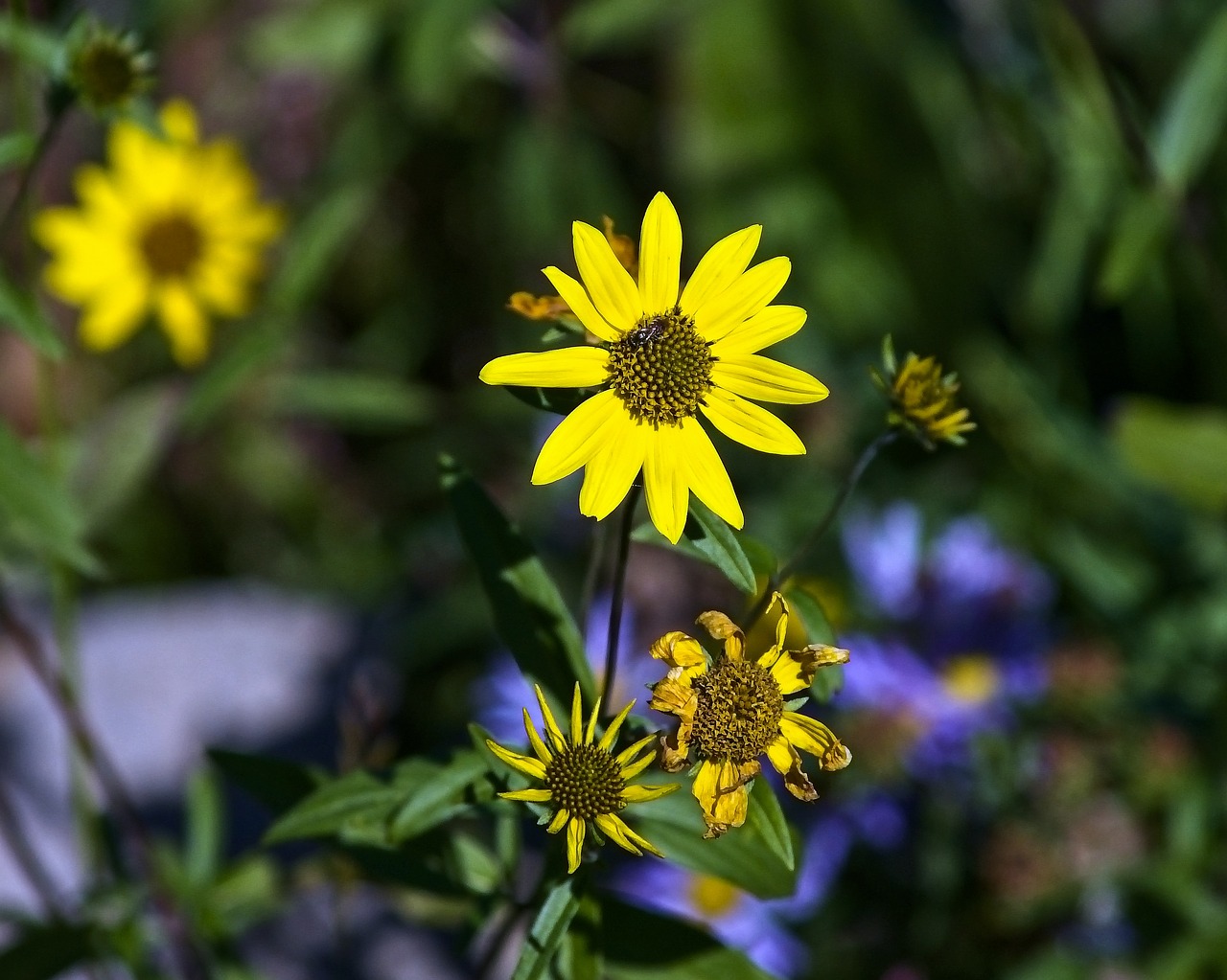 jedediah smith wilderness blossoms  yellow  wildflowers free photo