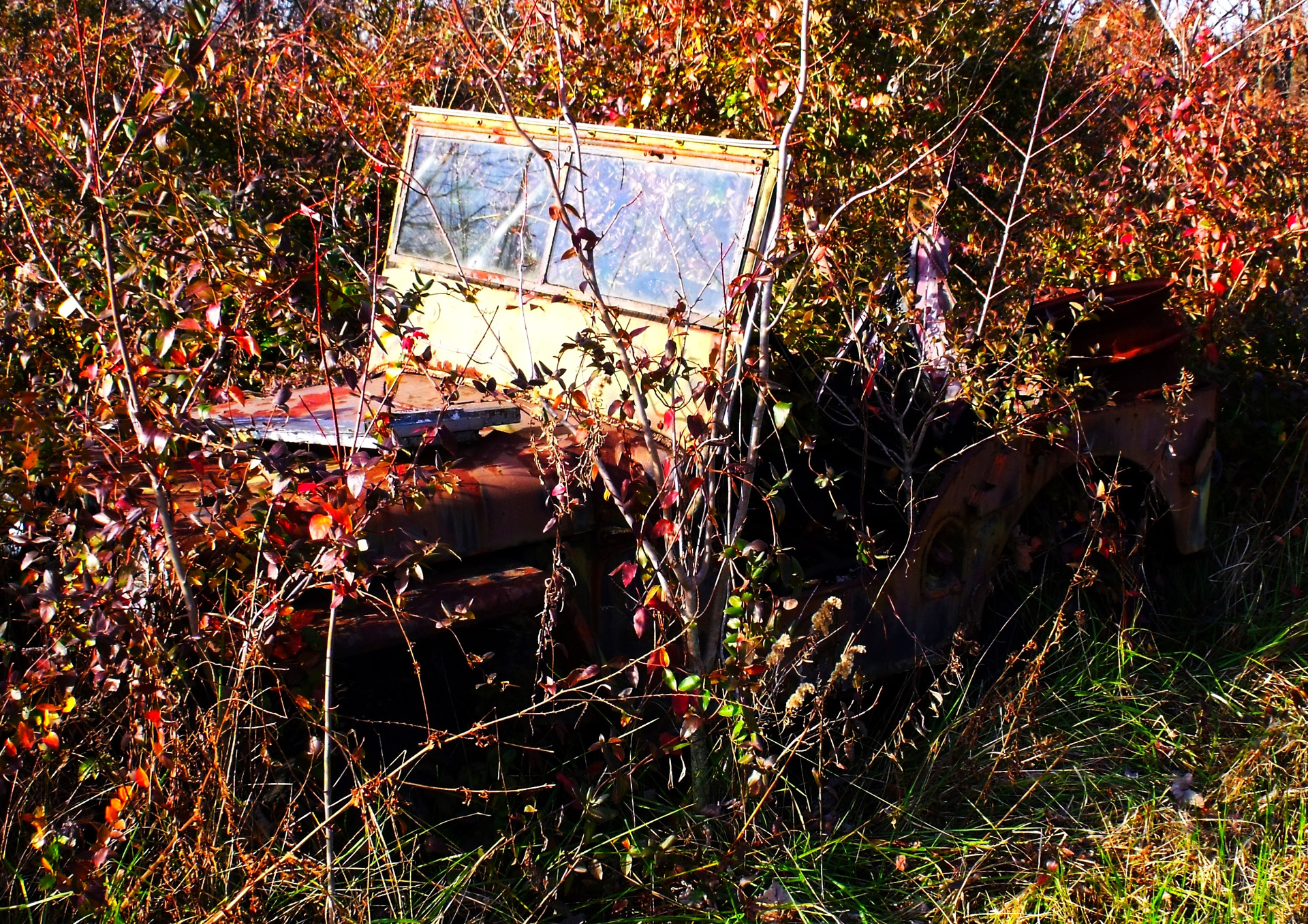 jeep old weeds free photo