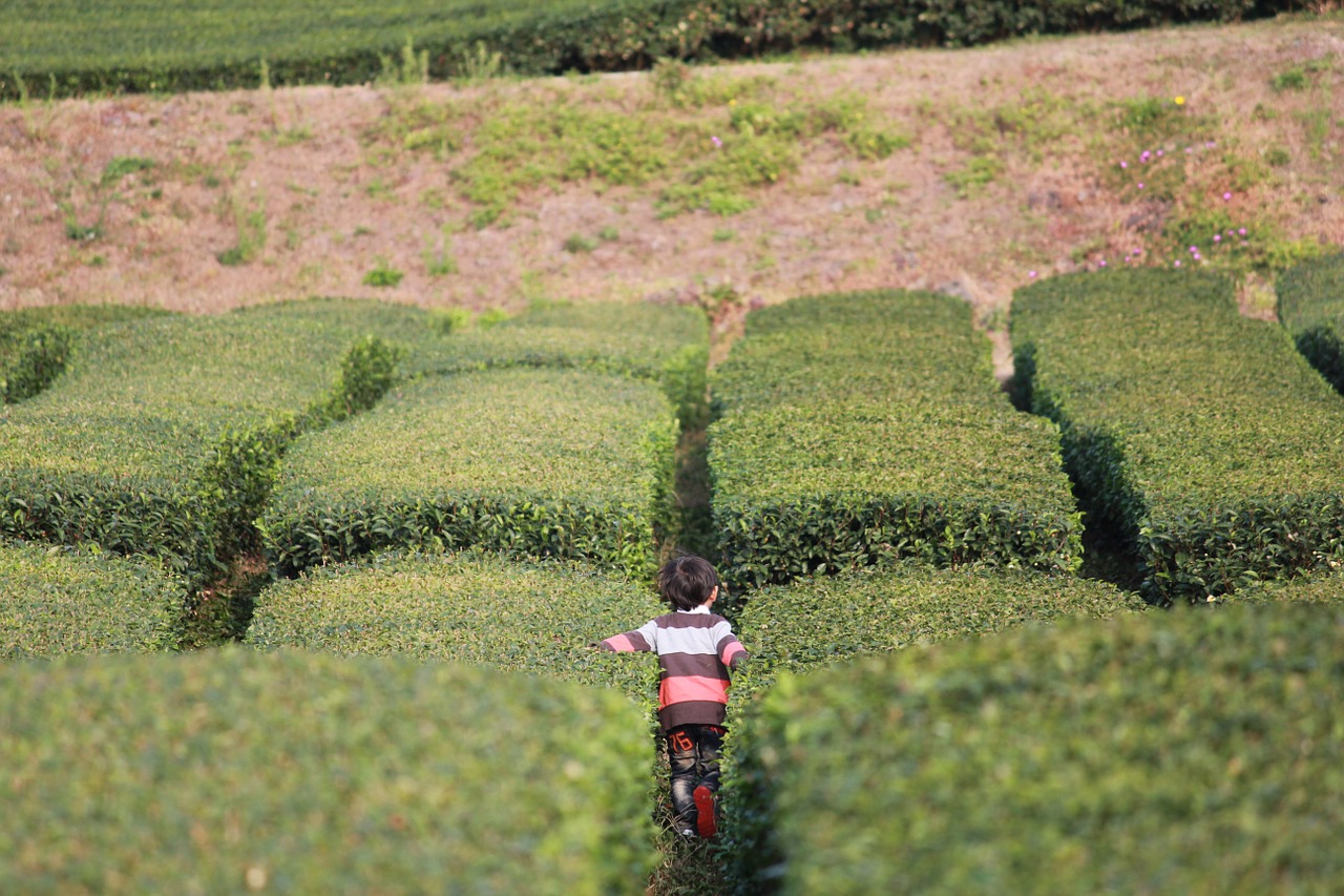 jeju green tea plantation nature free photo