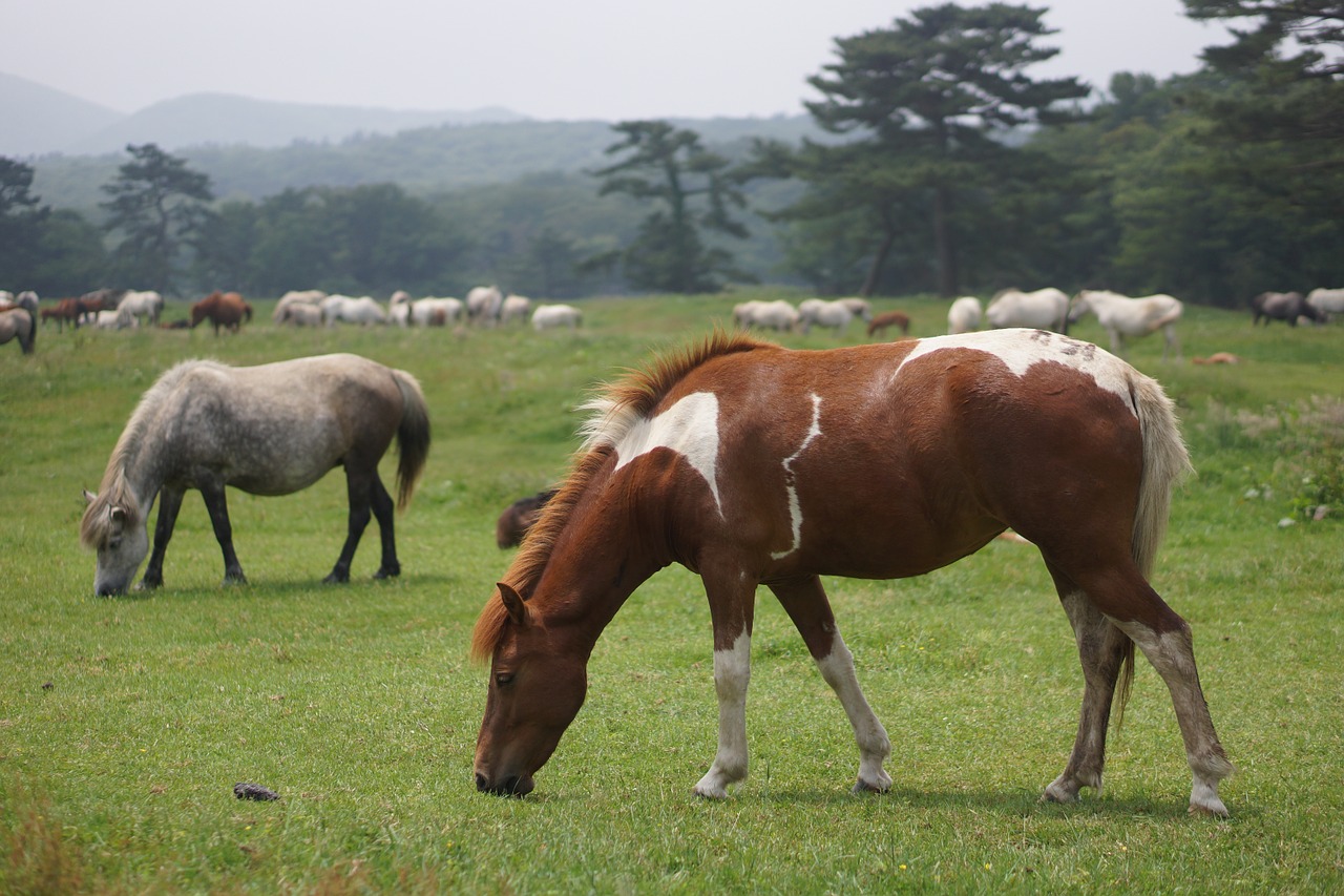 jeju horse meadow free photo