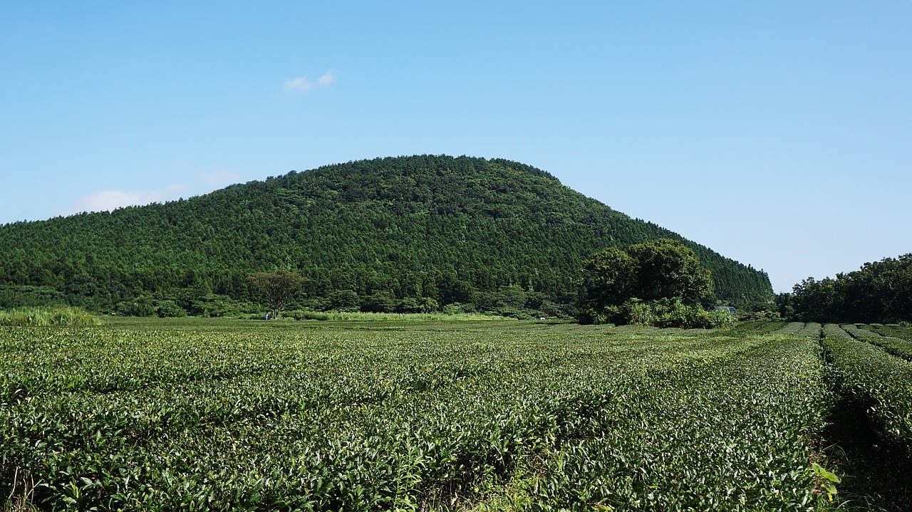 jeju green tea tea free photo