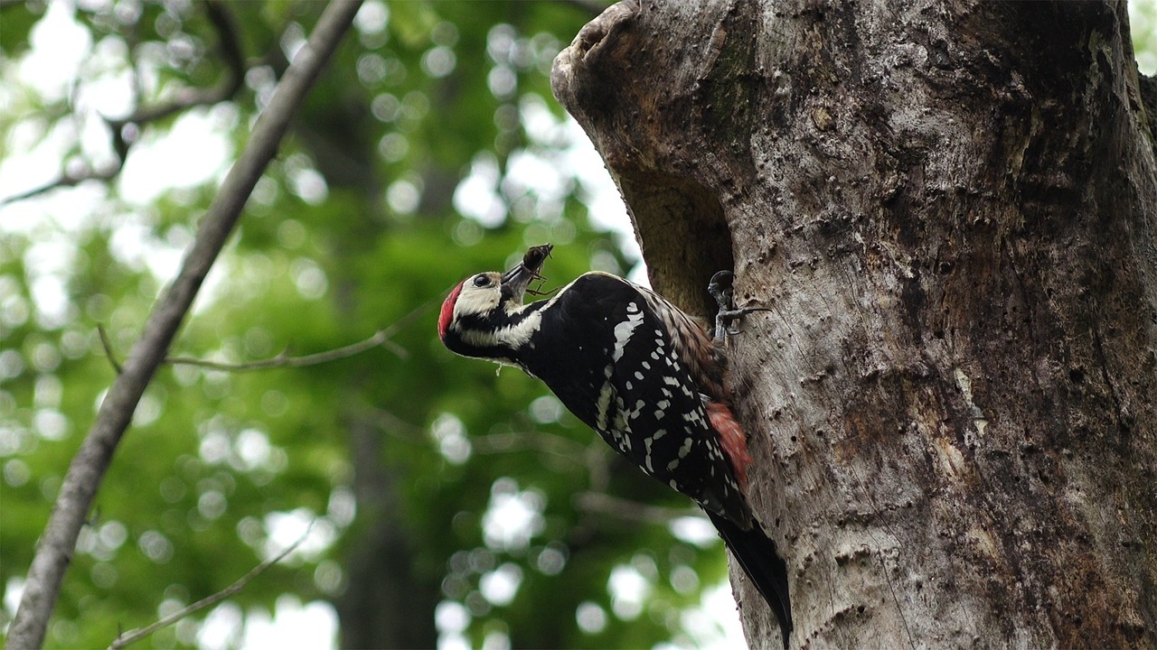 jeju island jeju special self-governing province the new symbol white-backed woodpecker free photo