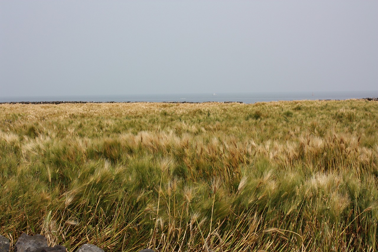 jeju island reed field free photo