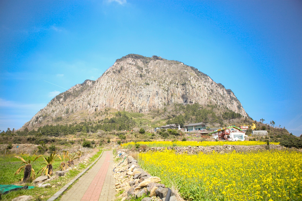 jeju island sanbangsan rape flowers free photo