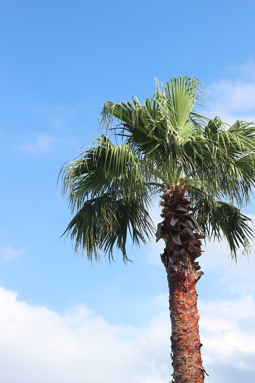 jeju island palm trees sky free photo