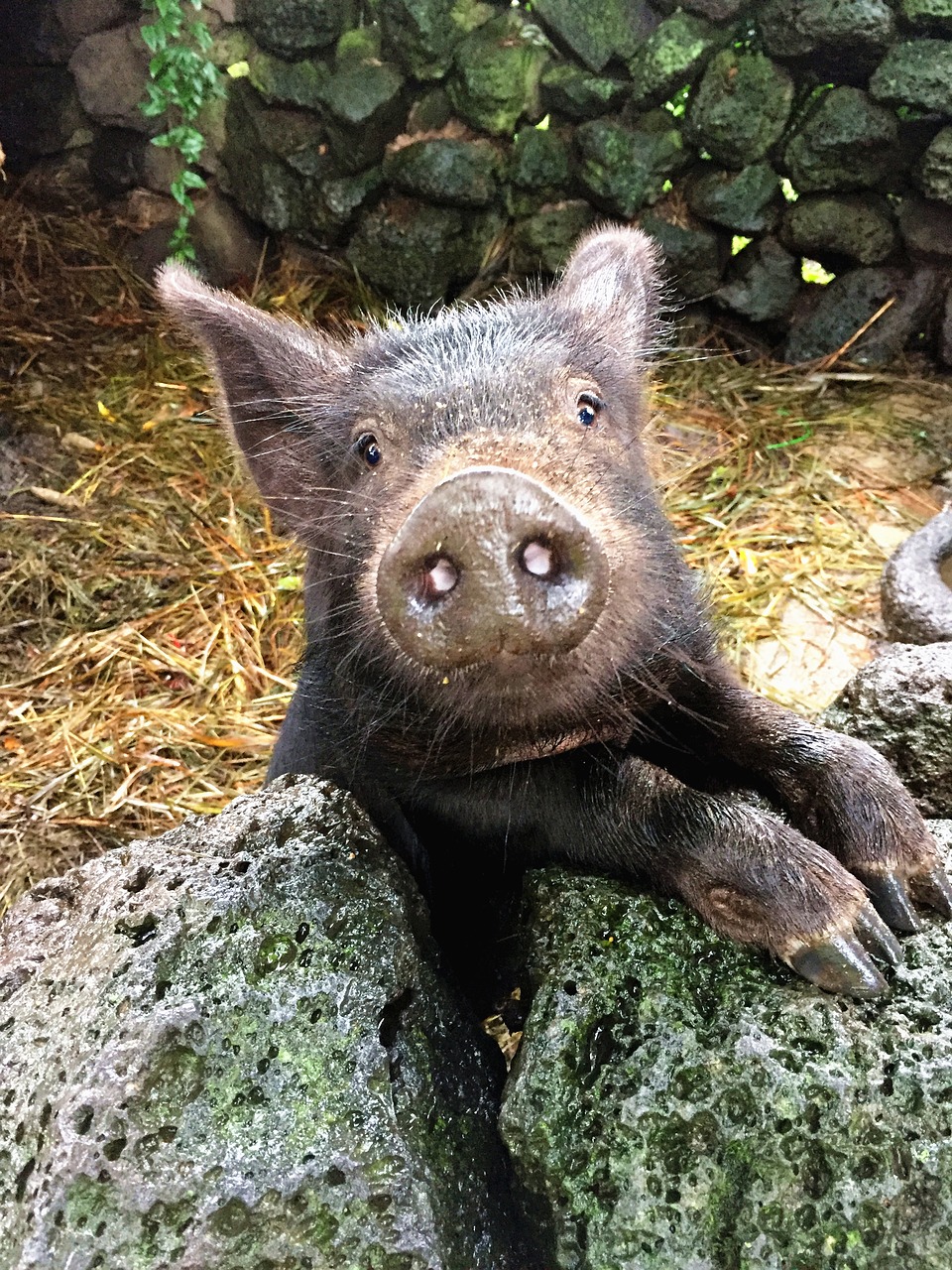 jeju island black pig cute free photo