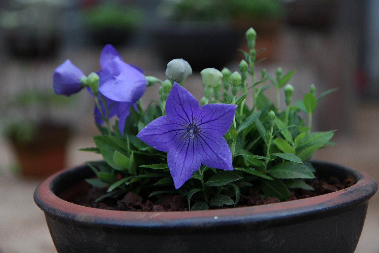 jeju island botanical garden rare flower free photo