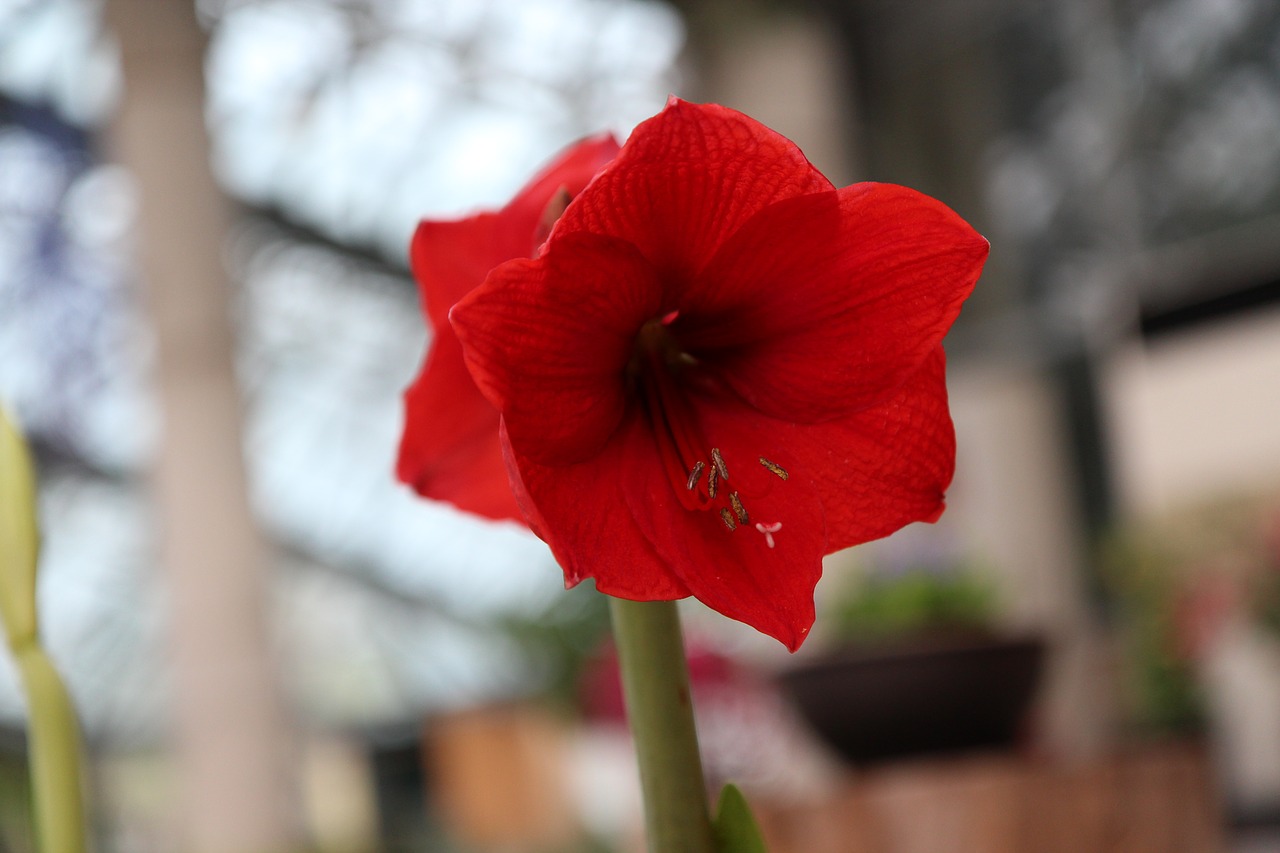 jeju island botanical garden rare flower free photo