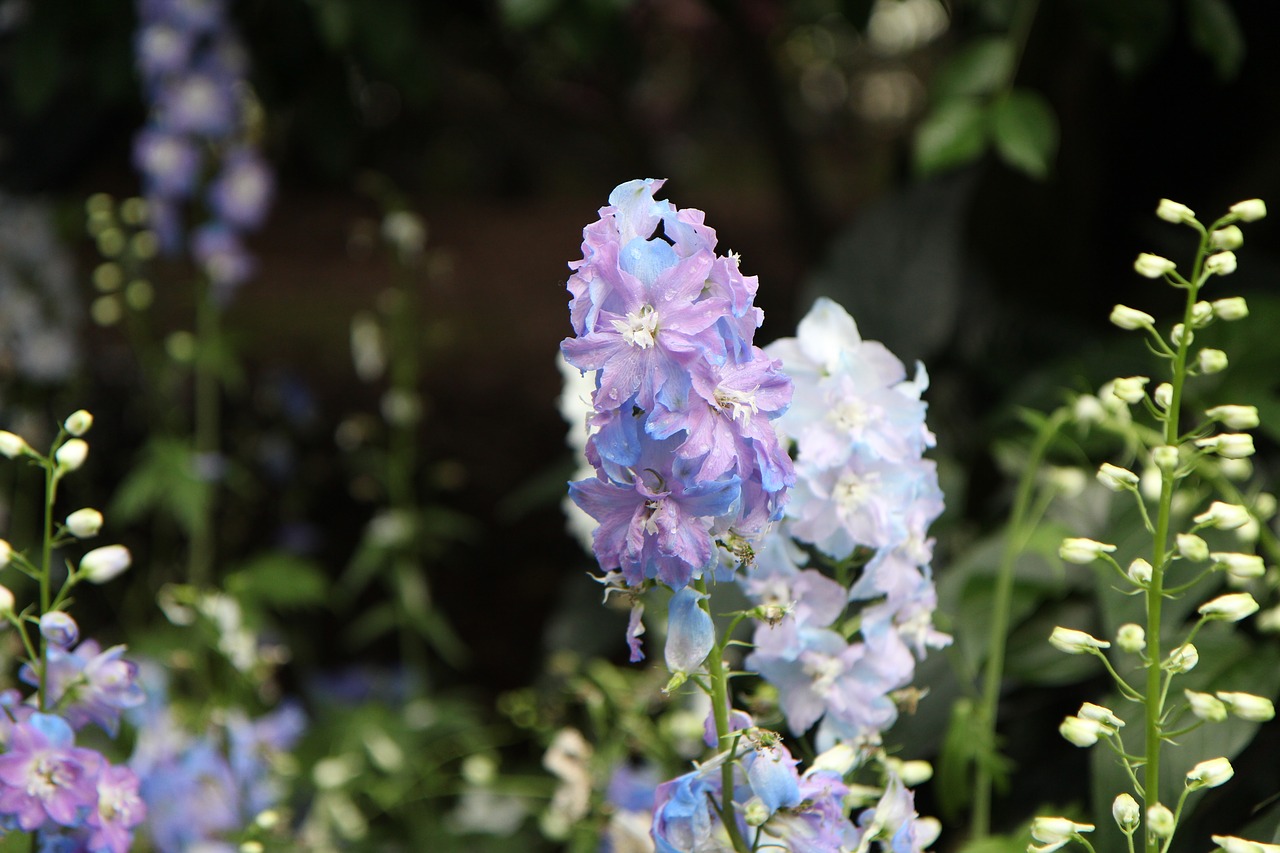 jeju island botanical garden rare flower free photo