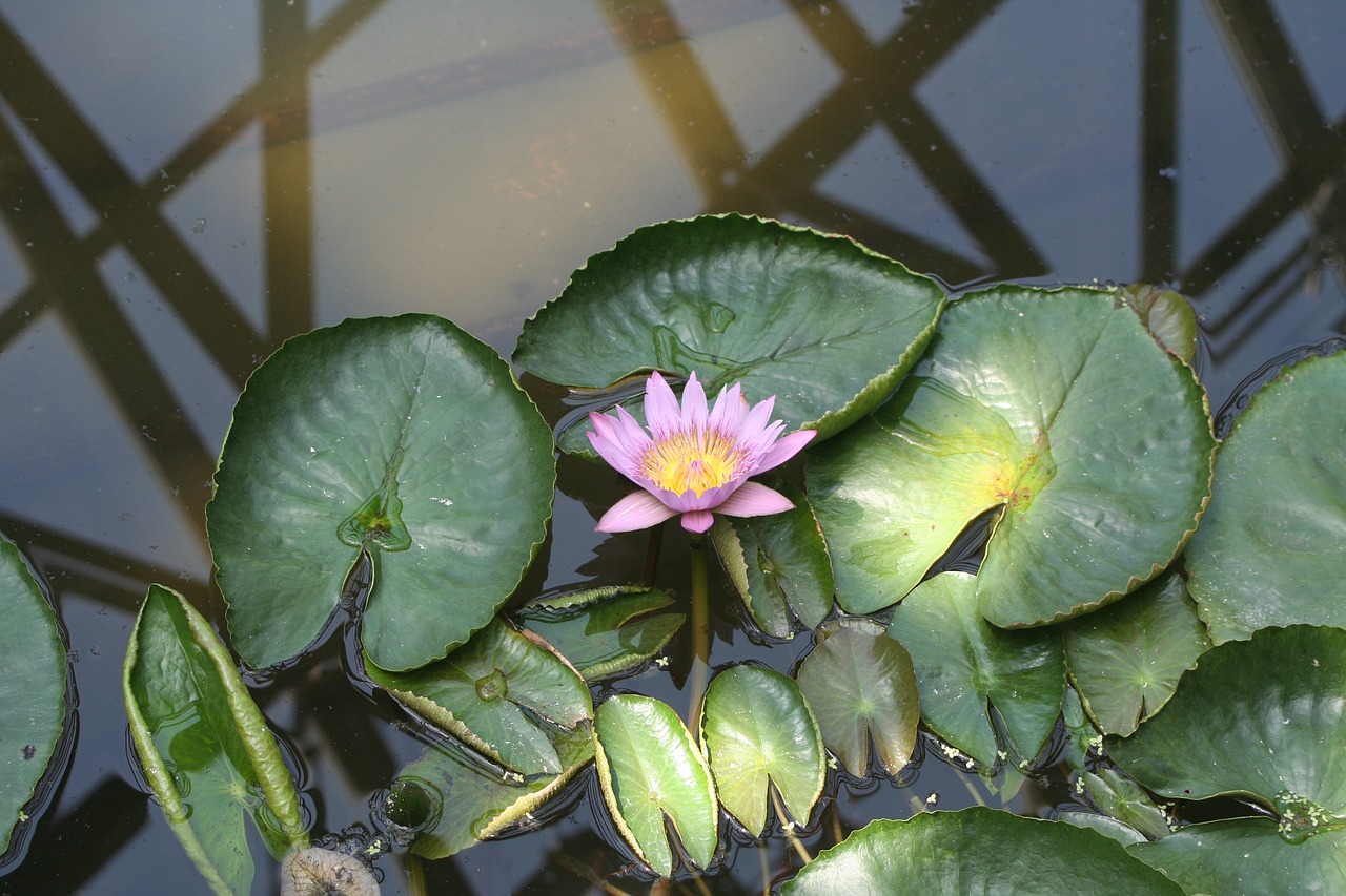 jeju island lotus arboretum free photo