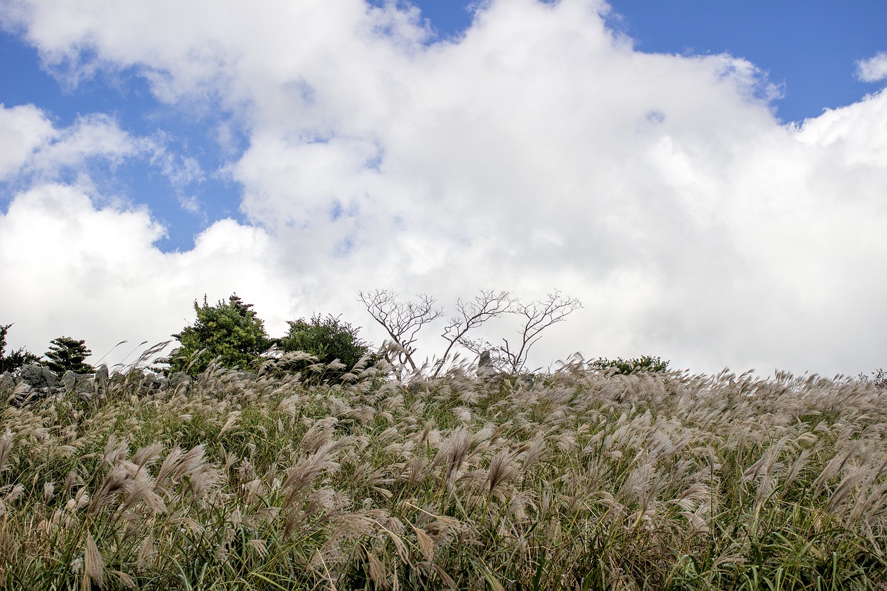 jeju island korea nature free photo