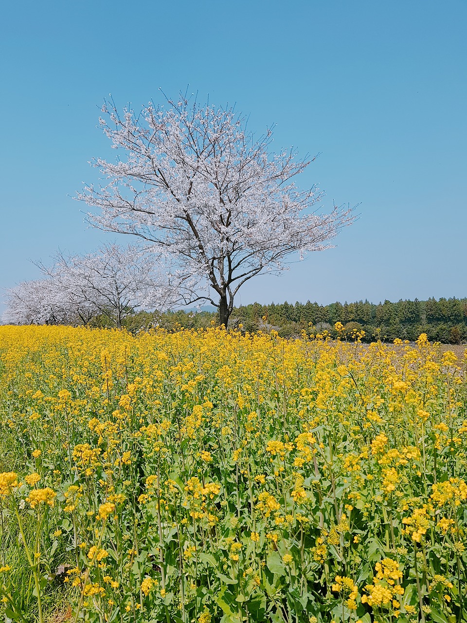 jeju island  rape flowers  cherry blossom free photo