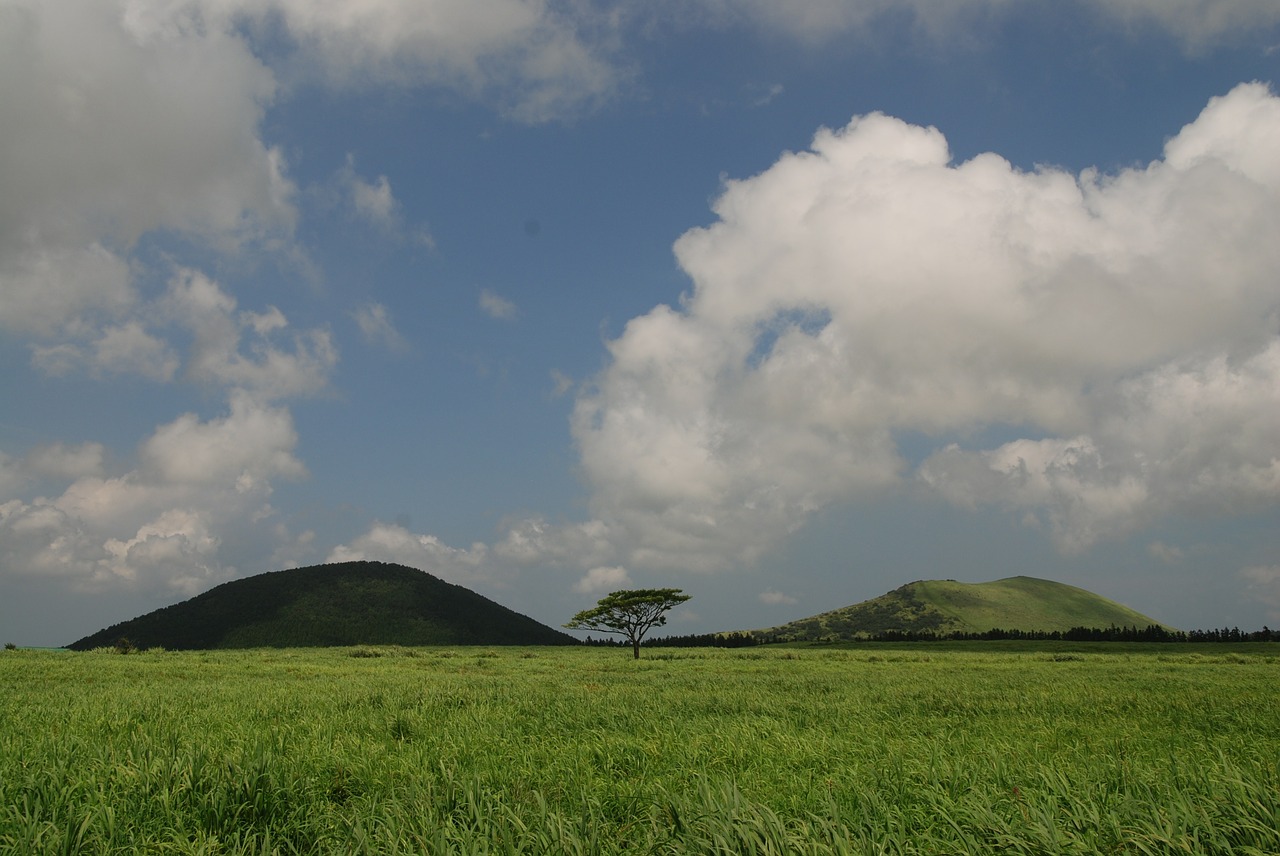 jeju island ascension meadow free photo